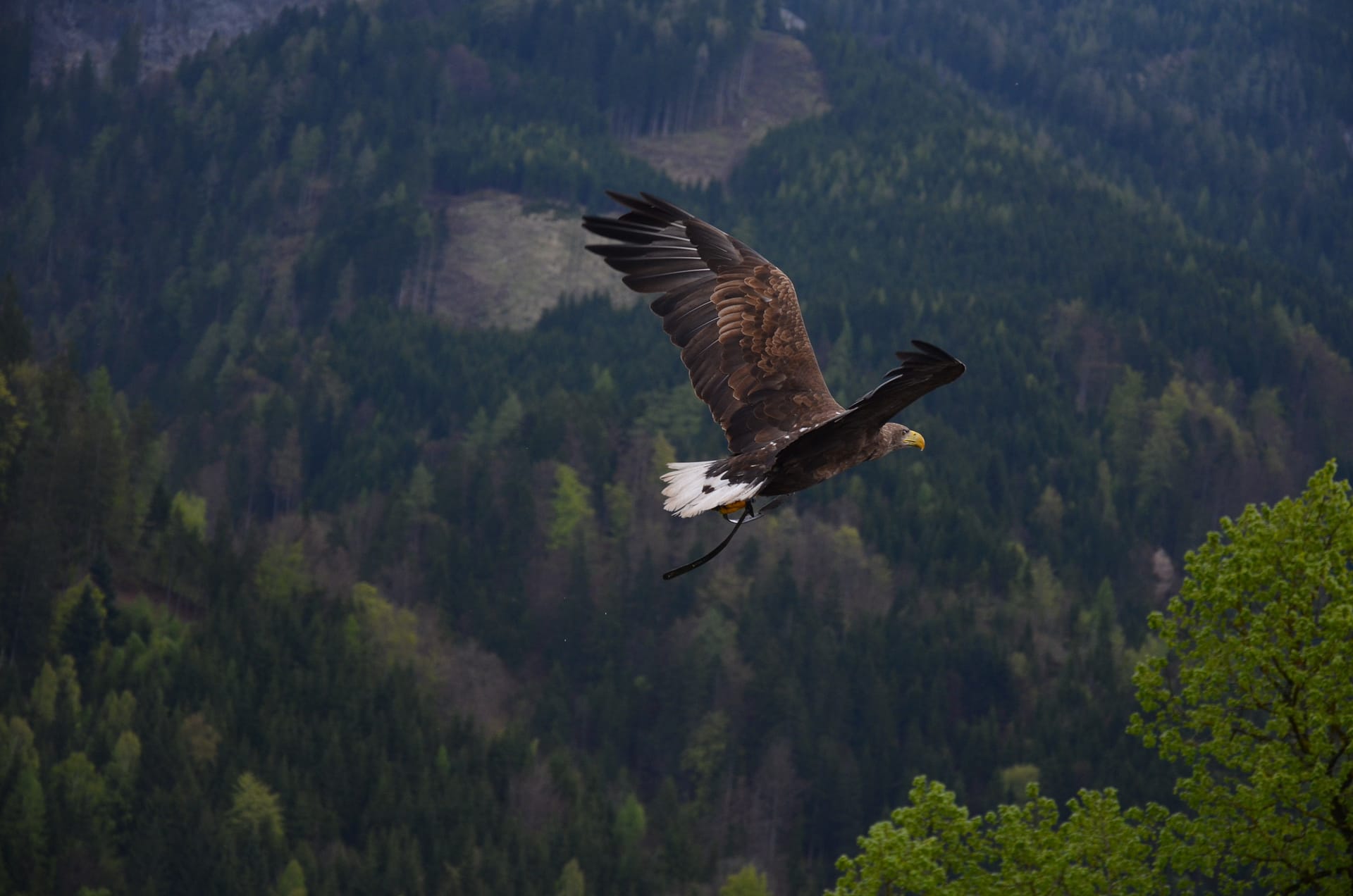 My Daily Inspiration. Self development, you can achieve anything, eagle picture