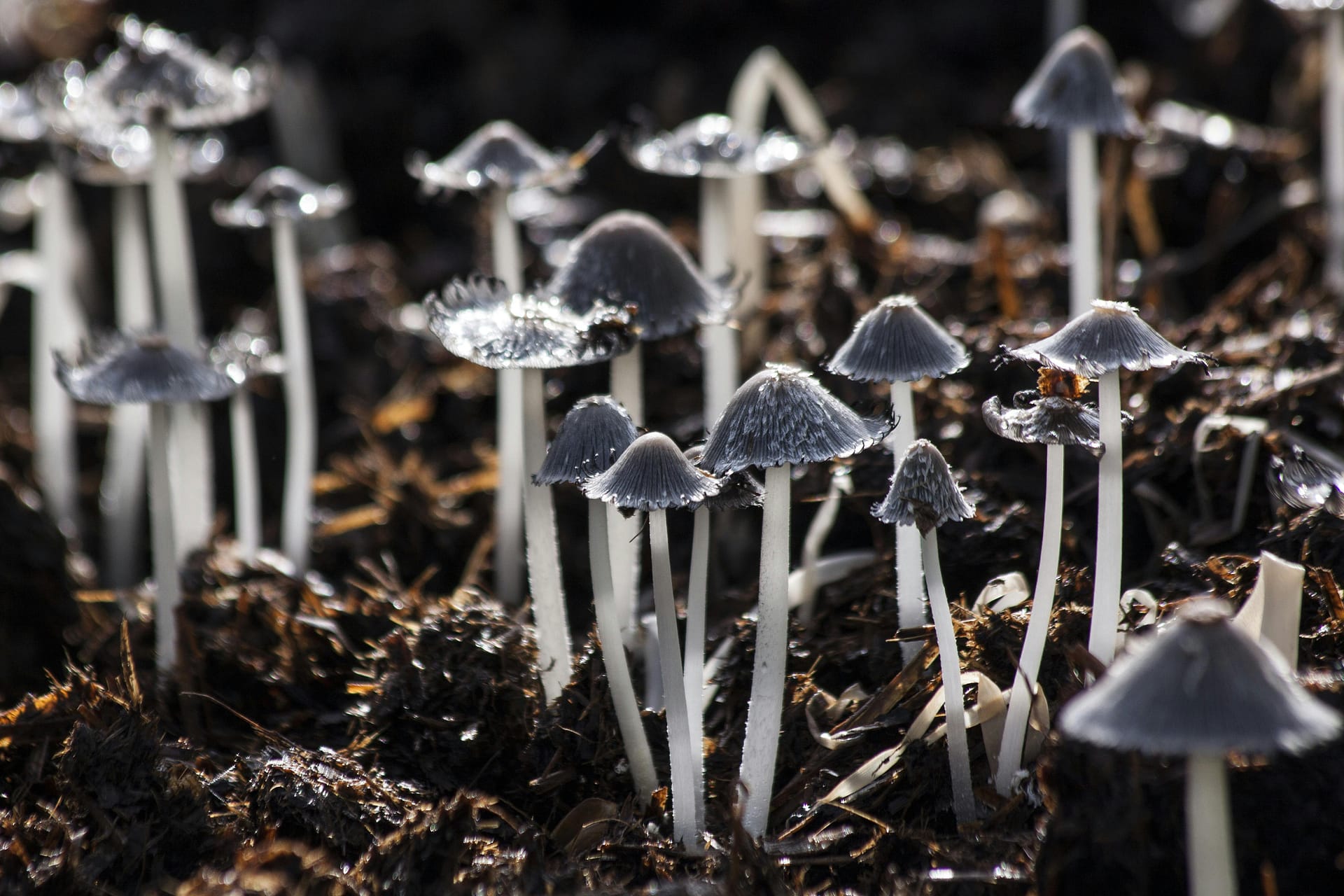 Image of psilocybin mushrooms or magic mushrooms